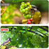 25x50 2.4" CITOOTY Bird Netting for Chicken Coop Run, Ft Heavy Duty Poultry Netting with Mesh, UV Resistant Black Net