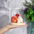 JUXYES Clear Glass Display Dome Cloche with Solid Wood Base, Transparent Dome Cloche Bell Terrarium Jar Glass Dustproof