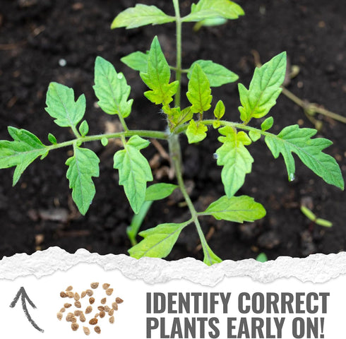 (10 Packs) Seed Needs Tiny Tim Tomato Seeds for Planting Dwarf Cherry Tomatoes - Non-GMO Heirloom & Untreated Veggie