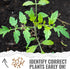 (10 Packs) Seed Needs Tiny Tim Tomato Seeds for Planting Dwarf Cherry Tomatoes - Non-GMO Heirloom & Untreated Veggie