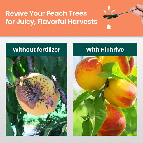 HiThrive 32oz 32 Peach Plant Fertilizer - Makes Gallons of Peach Tree Fertilizer for Peaches, Liquid Plant Food