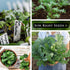 Packet (2) Sow Right Seeds - Red Russian Kale Seeds for Planting - Non-GMO Heirloom with Instructions to Plant a Home