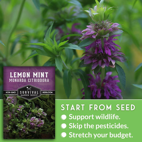 (1 Pack) Lemon Mint Seeds for Planting (Monarda Citriodora) | Lemon Bee Balm/Horse Mint Medicinal Herb & Tea Garden