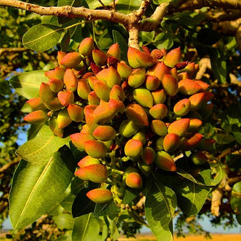 seedsforbr 5 Pistachios Tree Pcs Seeds for Home Garden