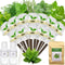 Gourmet Herbs Seed Pod Kit for AeroGarden, iDoo, Ahopegarden, MUFGA with Basil,