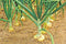 KVITER Vidalia Sweet Onion Seeds Organic Non-GMO 110/170 Days Spring/Fall Garden rsc2a1r (200+
