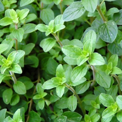 (1 Pack) Seed Needs Oregano Seeds for Planting Italian Herbs - Non-GMO Heirloom & Untreated Culinary Herb Seed - Grow