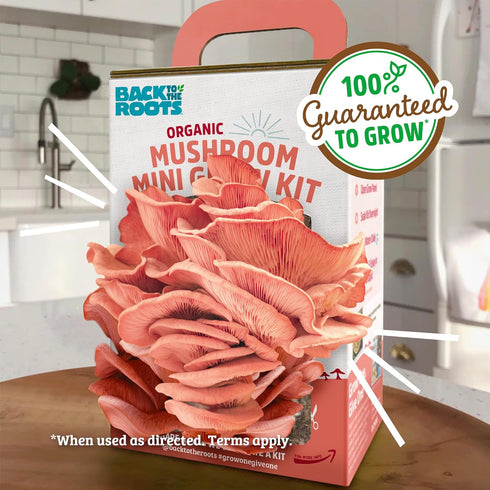 10 Back to The Roots Organic Pink Miniature Mushroom Grow Kit, Harvest Gourmet Mushrooms in Days