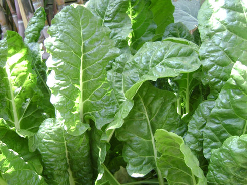 Generic 300 3.5+ Bloomsdale Long Standing Spinach Seeds Heirloom Non GMO Grams Garden Vegetable Bulk Survival