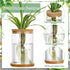3 3 Office(Common Maxcheck Pcs Sizes Plant Propagation Station Separated Glass Plant Terrarium Water Hydroponic Planter