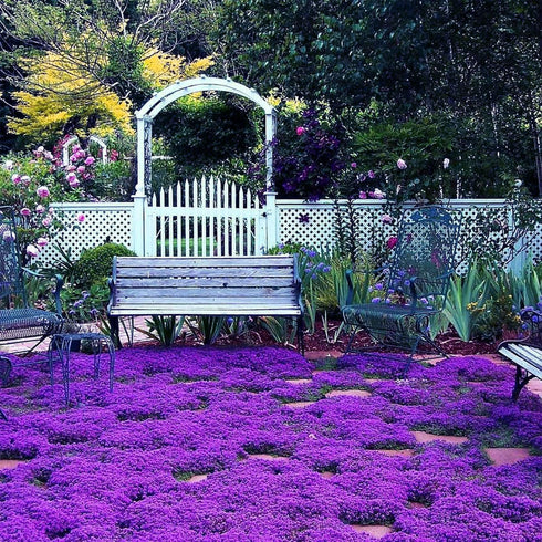 14000+Creeping Thyme Seeds for Planting Outdoor-Ground Cover Magic Carpet Thymus Serpyllum Cover Herb Plant Plant