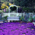 14000+Creeping Thyme Seeds for Planting Outdoor-Ground Cover Magic Carpet Thymus Serpyllum Cover Herb Plant Plant