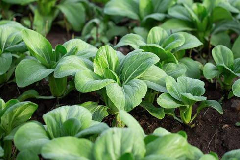 1000 Baby Bok Choy Seeds - Shanghai Green Stem - Heirloom Non-GMO Vegetable Seeds for Planting - AKA Pak Choi, Pok