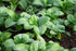 1000 Baby Bok Choy Seeds - Shanghai Green Stem - Heirloom Non-GMO Vegetable Seeds for Planting - AKA Pak Choi, Pok