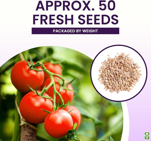 Bonny Best Tomato Seeds for Planting Heirloom, Large & Juicy One of The Most Delicious Tomatoes for Home Growing
