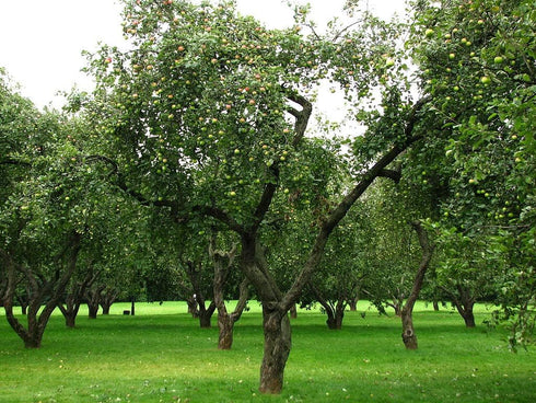 3 Gala Apple Tree - Grow Fresh Fruit - Live Plant Shipped Feet Tall by DAS Farms