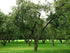 3 Gala Apple Tree - Grow Fresh Fruit - Live Plant Shipped Feet Tall by DAS Farms