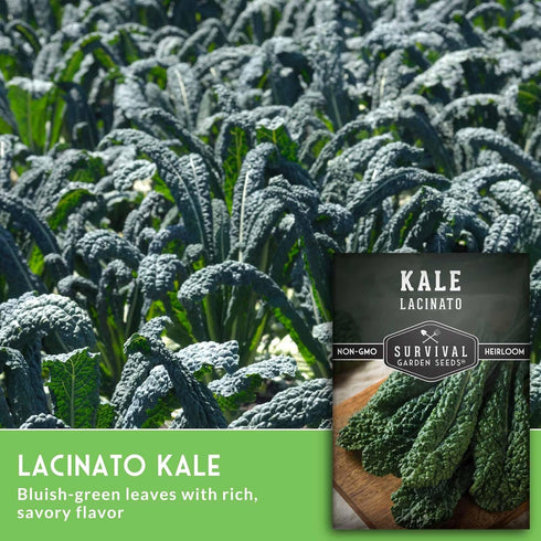 (1 Pack) Lacinato Kale Seeds for Planting Outdoors or Indoors Heirloom Dinosaur Tuscan Kale Variety Cold Hardy Green