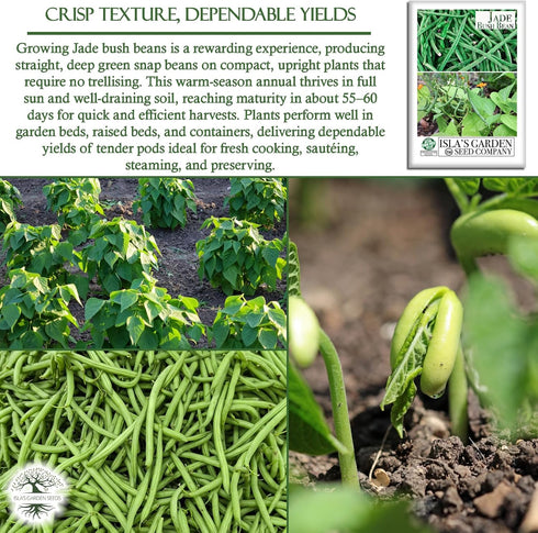 50+ Jade Bush Bean Seeds (Phaseolus vulgaris) Heirloom Non-GMO Seeds by Islas Garden Seeds, Slender Green Pods, Tender