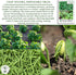 50+ Jade Bush Bean Seeds (Phaseolus vulgaris) Heirloom Non-GMO Seeds by Islas Garden Seeds, Slender Green Pods, Tender