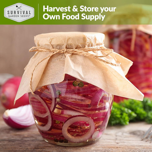 (1 Pack) Red Burgundy Onion Seeds for Planting Sweet Mild Short Day Red Onions with High Yield & Great Flavor Heirloom