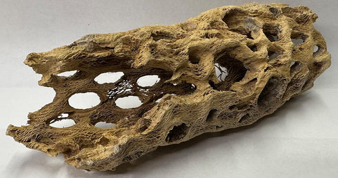 Awesome Industries Natural Cholla Wood Chunk Large Air Plant Display Holders Individually Unique Decorative Stands