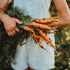 Nantes Carrot - 150 Seeds - Heirloom & Open-Pollinated Variety, Non-GMO Vegetable