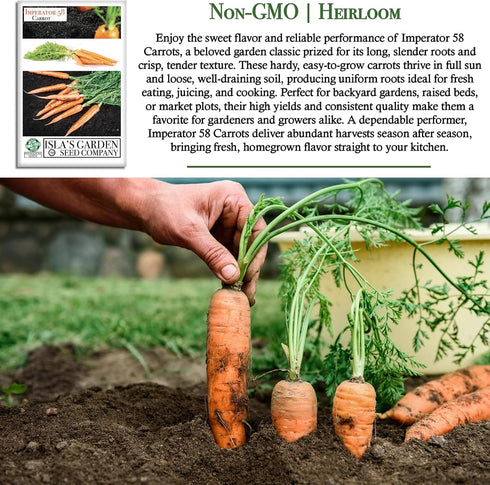 58 500+ Imperator Carrot Seeds (Daucus carota) Non-GMO & Heirloom Seeds, Long and Sweet Carrots for Juicing, Fresh