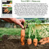 58 500+ Imperator Carrot Seeds (Daucus carota) Non-GMO & Heirloom Seeds, Long and Sweet Carrots for Juicing, Fresh