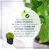 6 Pack Live Aromatic and Edible Herb Assortment (Rosemary, Eucalyptus, Mint, Lemon Balm, Other Assorted Herbs), Plants