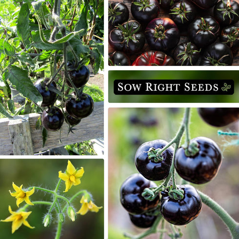 Packet (1) Sow Right Seeds - Black Beauty Tomato Seeds for Planting - Non-GMO Heirloom with Instructions to Plant an
