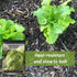 Packet (4) Sow Right Seeds - Great Lakes Iceberg Lettuce Seeds for Planting - Non-GMO Heirloom with Instructions
