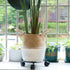 3 Packs 11.8 Inches Set KINJOEK Metal Plant Caddy Flower Pots Plant Stand with Lockable Wheels, Rolling Planter Mover