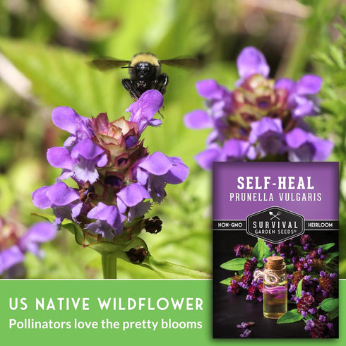 (2 Packs) Self-Heal Seeds for Planting - Prunella Vulgaris (All-Heal, Selfheal) Hardy Perennial Ground Cover