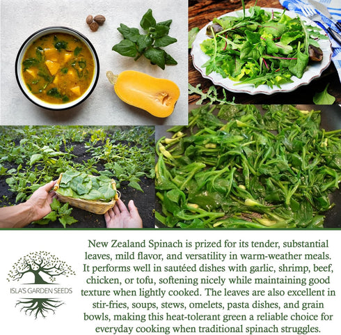 100+ Packet, New Zealand Spinach Seeds for Planting, Heirloom Seeds Per (Isla's Garden Seeds), Non GMO Seeds, Botanical