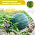 50 20 lbs Irenare Pcs Melon Cradle Plastic Melon Cradles Watermelon Holder for Garden Watermelon Support Stand Plant