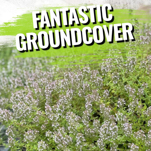 5,000 (1 Pack) Seed Needs, Mother of Thyme Creeping Thyme Seeds Seeds for Planting Thymus serpyllum - Perennial Flowers