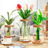 3 3 Office(Common Maxcheck Pcs Sizes Plant Propagation Station Separated Glass Plant Terrarium Water Hydroponic Planter