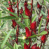 TomorrowSeeds - Red Hibiscus Roselle Seeds - 1/4 Pound - for 2026