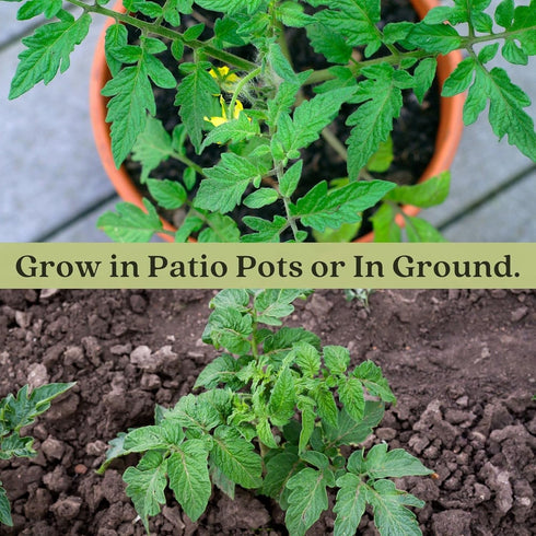(2) 4" 8" 4" Inch Clovers Garden Big Rainbow Tomato Plants Two Live Plants Non-GMO - Not Seeds - Each to Tall in Pots