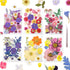 Gvhntk Dried Pressed Flowers Real Pressed Flowers Natural Dry Leaves Bulk Mixed Colorful