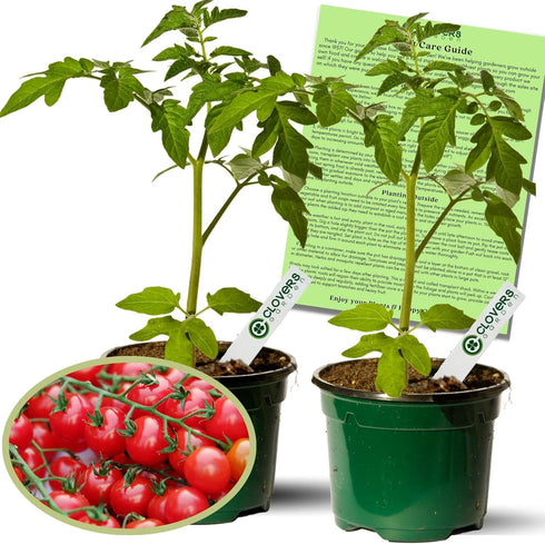 Clovers Garden Sweet 100 Tomato Plants Two (2) Live Plants Non-GMO- Not
