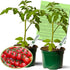 Clovers Garden Sweet 100 Tomato Plants Two (2) Live Plants Non-GMO- Not