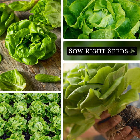 Packet (4) Sow Right Seeds - Buttercrunch Lettuce Seeds for Planting - Non-GMO Heirloom with Instructions to Plant a
