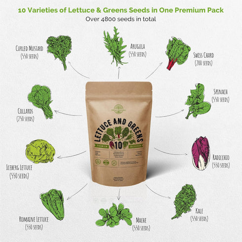 10 Pack 4800+ Organo Republic Lettuce & Salad Greens Seeds Variety Non-GMO Heirloom Lettuce Seeds for Planting Indoors