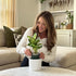 Willowy 6 Inch White Ceramic Plant Pot (Matte) - Planter for Indoor Plants with Drainage, White Pots