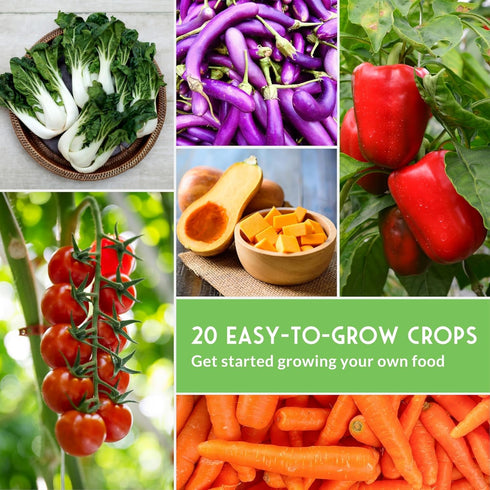 20 Vegetable Garden Starter Kit Variety Heirloom Non-GMO Seeds for Planting | Giftable Family Garden Kit for Beginner