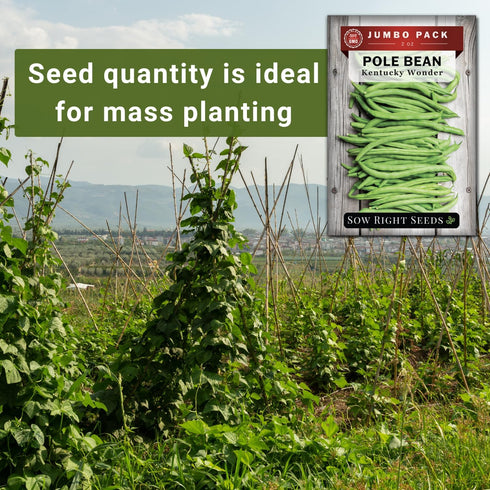 2 170 Pack Sow Right Seeds - Bulk Kentucky Wonder Pole Bean Seeds for Planting - Ounce, Seeds - Non-GMO Heirloom Jumbo
