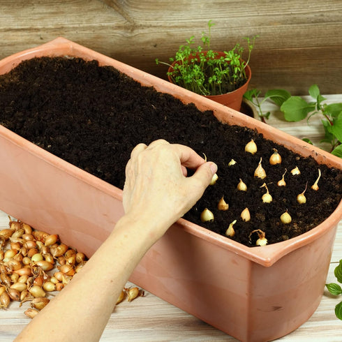 Sets 1 Bulbs Stargazer Perennials Yellow Stuttgarter Onion Pound | Naturally Grown Non-GMO - Easy To Grow