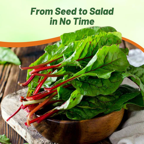 2000 Outsidepride Red Swiss Chard Seeds for Planting Vegetables & Microgreens - Pcs Vibrant, Tasty & Highly Nutritious